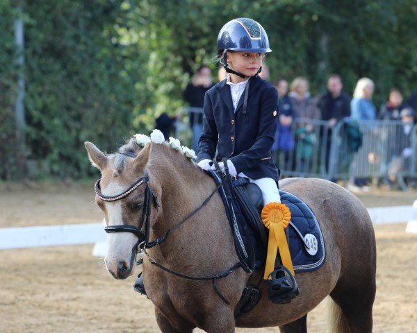 dressage horse Finding Nemo (Welsh mountain pony (SEK.A), 2013, from Penwisg Pirate)