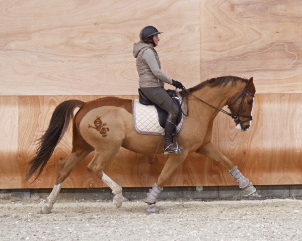 Dressurpferd Sir Barcley 2 (Württemberger, 2009, von Sir Nymphenburg I)
