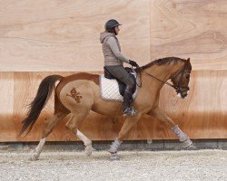 dressage horse Sir Barcley 2 (Württemberger, 2009, from Sir Nymphenburg I)