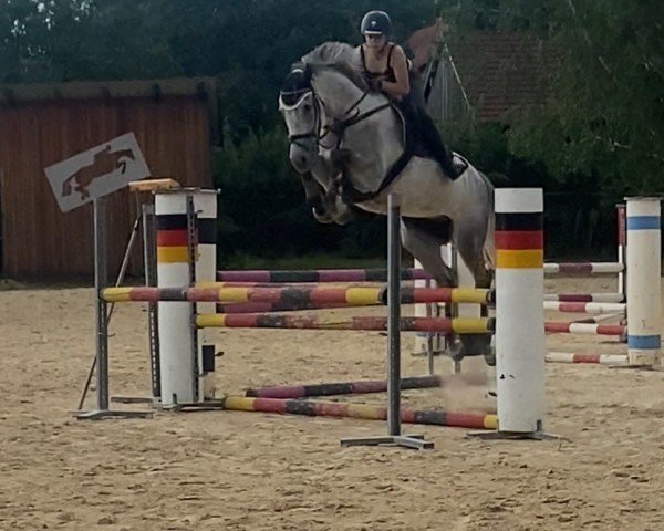 jumper Conner 78 (Oldenburg show jumper, 2016, from Tiefenhofs Cacun)