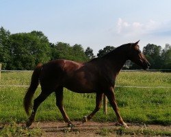 broodmare Linette (Oldenburg, 2003, from Don Larino 171 FIN)