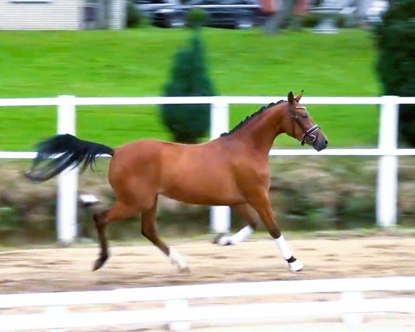 Dressurpferd Steendieks Catalina (Deutsches Reitpony, 2019, von Steendieks Morgensterns Dalai)