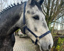 jumper Fly 'n Fight for me (Zangersheide riding horse, 2020, from Foncetti vd Heffinck)