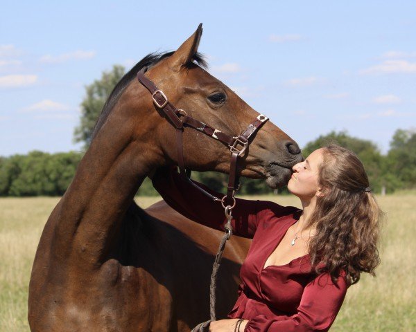 jumper Dorina BB Z (Zangersheide riding horse, 2021, from Dourkhan Hero Z)