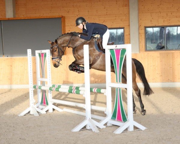 jumper Brantzaus Roeschen Dree Boeken (Hanoverian, 2017, from Brantzau)