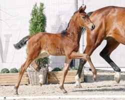 dressage horse Die kleine Daisy (Westphalian, 2023, from Don Romance PS OLD)