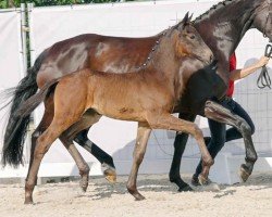 dressage horse Hengst von Glamdale WP / Dancier (Westphalian, 2023, from Glamdale WP NRW)