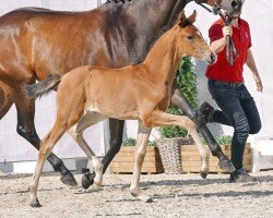 dressage horse Baila (Westphalian, 2023, from Be my Dancer)