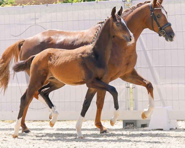 dressage horse Jackpot (Westphalian, 2023, from Jovian)