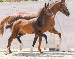 dressage horse Jackpot (Westphalian, 2023, from Jovian)