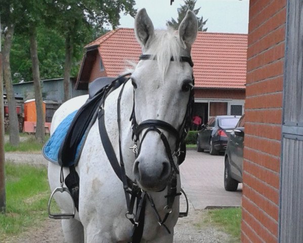 Springpferd Lauritz (Hessisches Warmblut, 1993, von Lone Star)