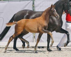 dressage horse Sweet Melody AK (Westphalian, 2023, from Sir Donnerhall I)