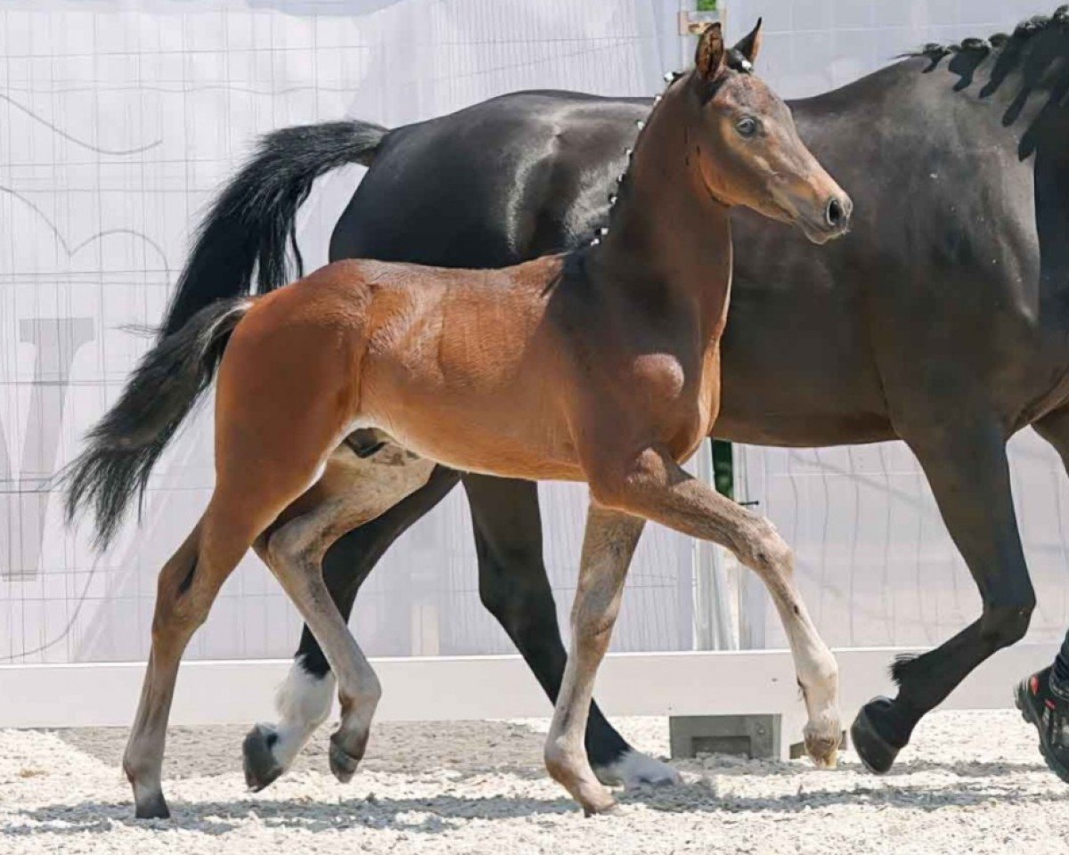 Dressurpferd Dante H (Westfale, 2023, von Dynamic Dream)