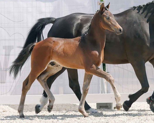 dressage horse Dante H (Westphalian, 2023, from Dynamic Dream)