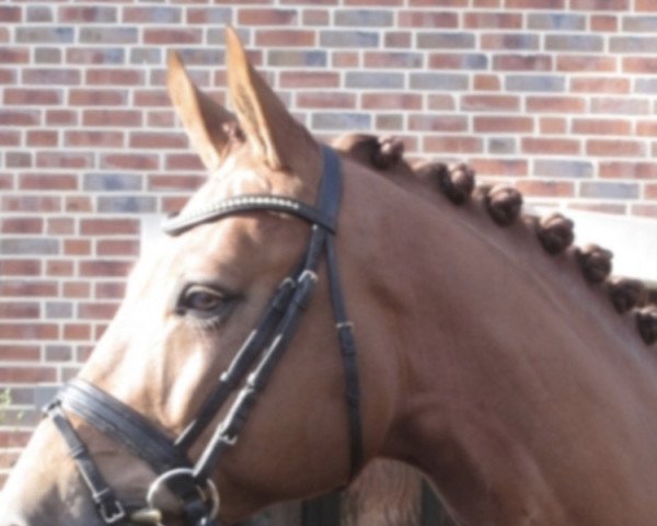 dressage horse Erlkönig (Westphalian, 2017, from Escolar)