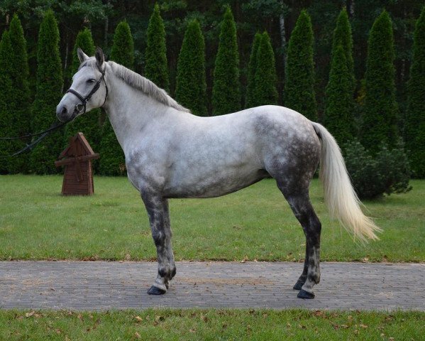 horse Jana (Polish Warmblood, 2011)