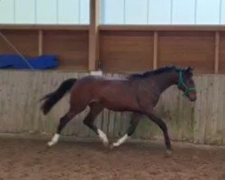 dressage horse Christobell GM (Westphalian, 2021, from Christ)