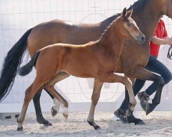 dressage horse Violetta K (Westphalian, 2023, from Viva Dance)