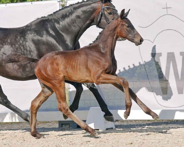 dressage horse Te Quiero (Westphalian, 2023, from Total Diamond PS)