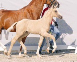 dressage horse Queen of Design (Westphalian, 2023, from Qandide)