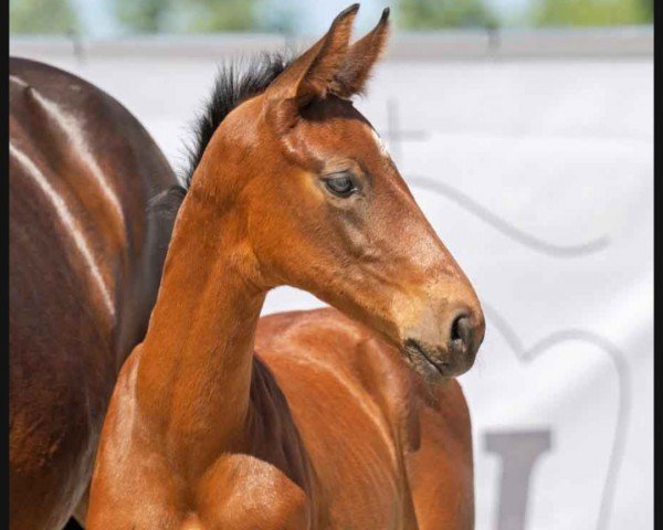 dressage horse Be my Boo MTS (Westphalian, 2023, from Be my Dancer)