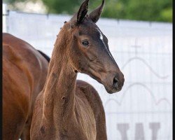 dressage horse Stute von Vision / Desiderius L (Westphalian, 2023, from Vision)