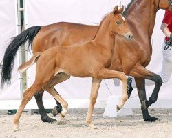 dressage horse Escalerio MO (Westphalian, 2023, from Escolar)