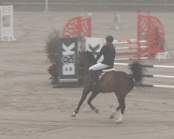 Reitturnier Scharnebeck 2024