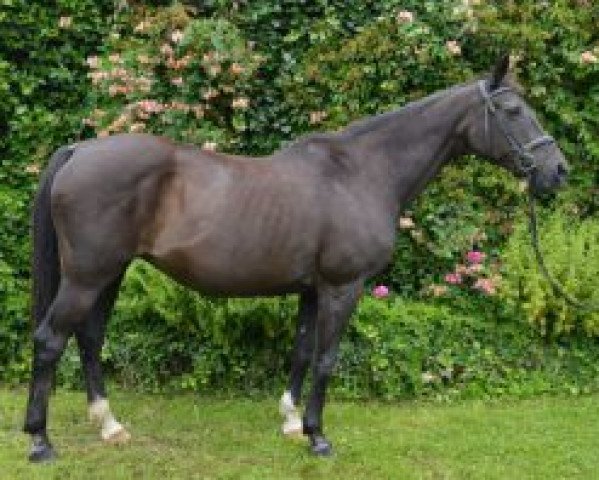 broodmare Loreen II (Trakehner, 1988, from Radom)