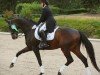 dressage horse Superio 3 (Hanoverian, 2010, from Soliman)