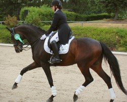 dressage horse Superio 3 (Hanoverian, 2010, from Soliman)