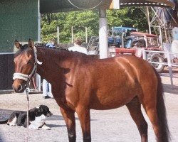 Pferd Non'Stop (Deutsches Reitpony, 1994, von Norman)