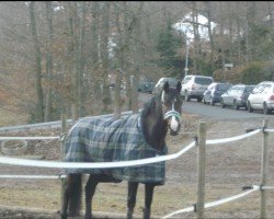 Springpferd Corum K (Deutsches Reitpferd, 2005, von Helenenhof's Carabas)