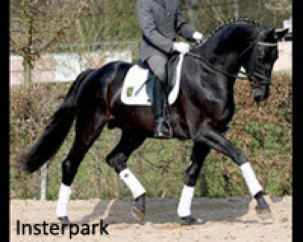 stallion Insterpark (Trakehner, 2005, from Kasparow)