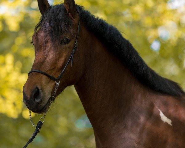 horse Finja's golden Gysmo (Pinto / Hunter, 2018, from Golden-Dream)