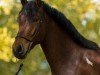 dressage horse Finja's golden Gysmo (Pinto / Hunter, 2018, from Golden-Dream)