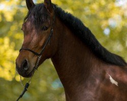 dressage horse Finja's golden Gysmo (Pinto / Hunter, 2018, from Golden-Dream)