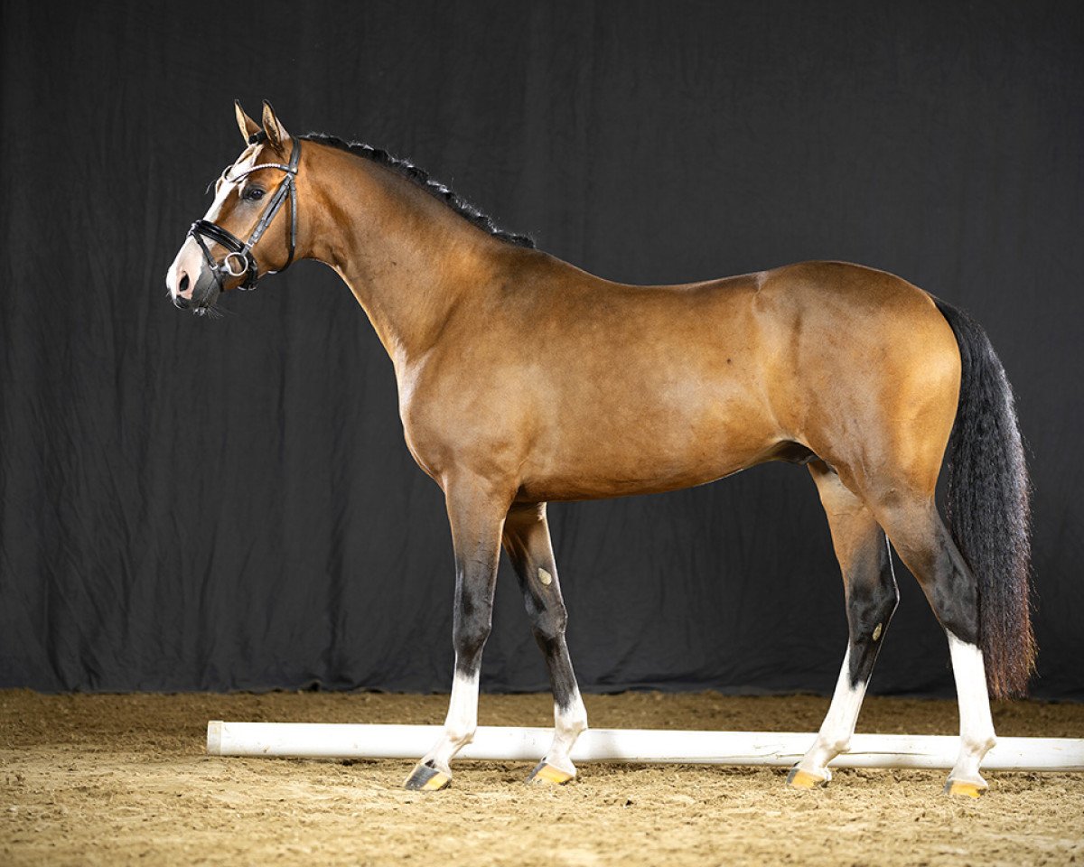 Deckhengst Dornfelder 21 (Deutsches Reitpony, 2019, von Dreiklang AT NRW)