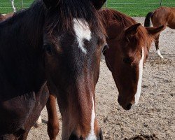 Springpferd Clooney's last Princess AGH (Oldenburger Springpferd, 2023, von Clooney)