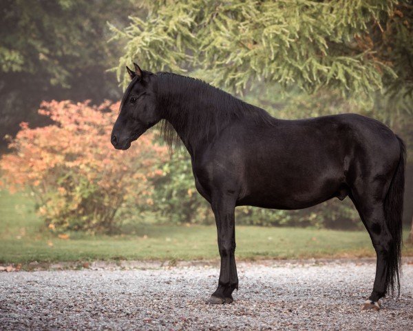 horse Rizardo (Pura Raza Espanola (PRE), 2010, from Mulato IV)