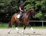 dressage horse Way of Life 34 (Zweibrücken, 2008, from Wind Dancer)