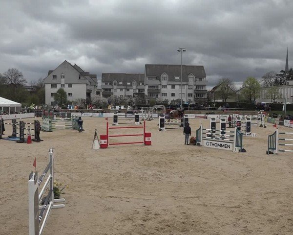 Reitturnier Amriswil 2024