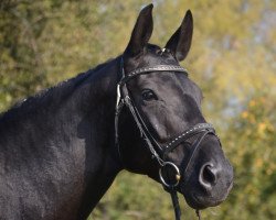 broodmare Sanssouci C (Württemberger, 2009, from Birkhof's Sirtaki)