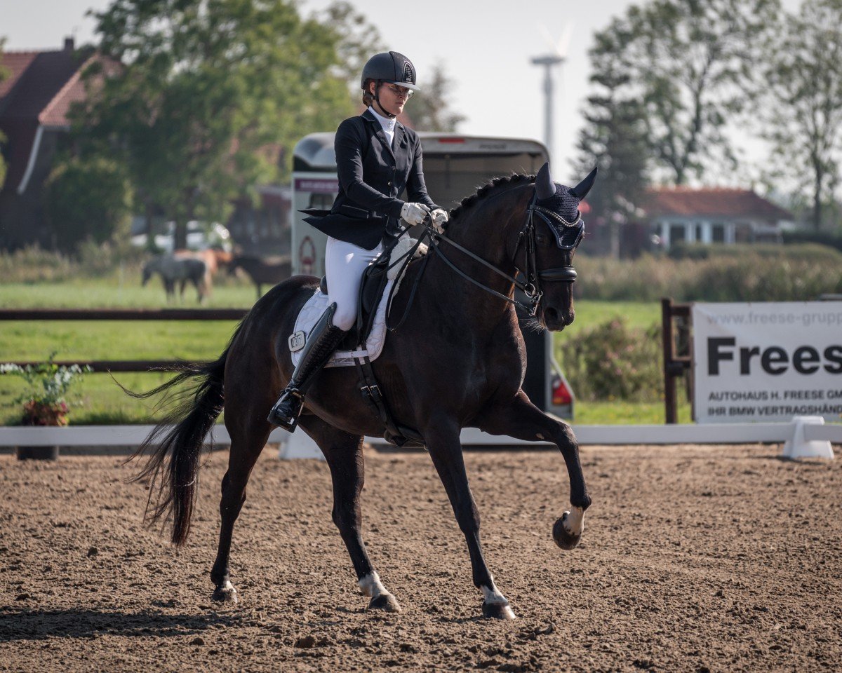 dressage horse Lucky's Donna Dior (Hanoverian, 2016, from Don Index)