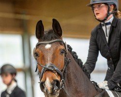 dressage horse S'il vous plait v.H. (Westphalian, 2012, from Sir Heinrich OLD)