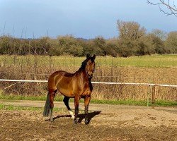 dressage horse She's Magic (Pinto / Hunter, 2010, from Samico F)