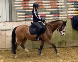 dressage horse Didgeridoo 6 (German Riding Pony, 2000, from De Vito)