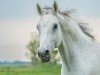 dressage horse Firlevanz (Oldenburg, 2008, from Fidertanz)