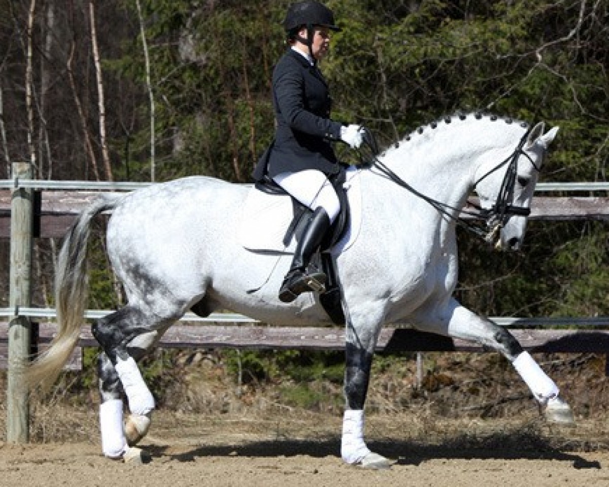 Deckhengst Royal Floggensee 155 FIN (Hannoveraner, 2000, von Royal Diamond)