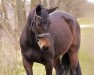 jumper Check In S (German Sport Horse, 2015, from Champion 119)